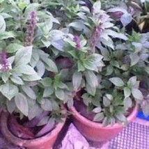 US Seller 500 Anise Persian Basil Ocimum Basilicum Herb Flower Seeds Fas... - $13.80