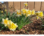 100 Double Yellow Daffodil Bulbs Flowers Wild Homesite Old Fashioned Per... - $40.00