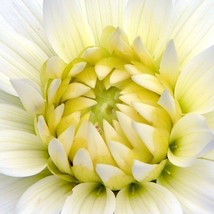 Aster Powder Puff Mix Seed New Fresh US Shipping - $186.95 MXN