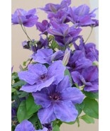 Ravel Clematis Vine Perennial 2.5&quot; Pot Plant - $33.99