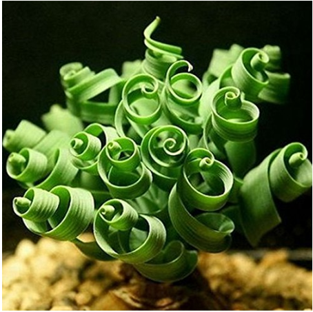 NEW 200PCS Spring grass seeds Succulents plant Grass seeds DIY bonsai Potted Gar - £4.42 GBP