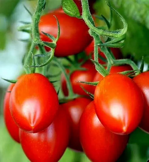 Grapette Tomato Seeds 25 Seeds (Grape Tomato Varirty) Fresh Garden - £8.78 GBP
