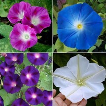 Morning Glory Top O The Morning Mix Tall Vine Hummingbirds 100 Seeds USA Seeds F - £11.13 GBP