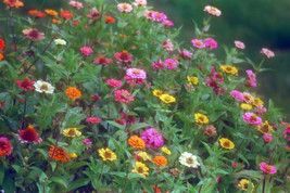 FMG 170 Seeds Zinnia Pompon/ Pumila Mix Zinnia Groco Fast Grow - $9.25