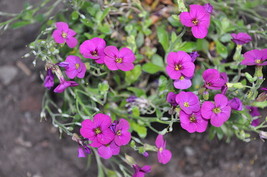 150 Seeds Spring Charm Rockcress Rose Rock Cress Arabis Arendsii Flower Mix - £13.41 GBP
