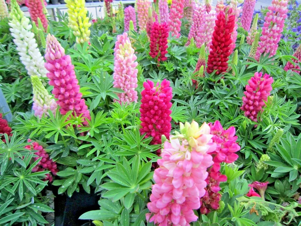 Lupine Russell Mix Wildflower 50 Seeds - £7.31 GBP