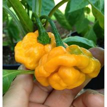 Yellow Scotch Bonnet Pepper Vegetable 40 Seeds #SFB11 - £15.95 GBP