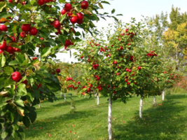 LIVE PLANT Orchard Apple Tree seedling Fruit tree low cost apples deer wildlife - £38.26 GBP