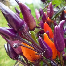 Heirloom Colorful Pot Tabasco Hot Pepper, 30 seeds, ornamental bonsai chili incl - £4.00 GBP
