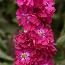 100 Stock Seeds Matthiola Column Miracle Crimson Matthiola Seeds Gardening USA S - £9.64 GBP