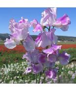 50+ Lilac Ripple Sweet Pea Seeds | Fragrant Climbing Perennial Flowers - $23.13 CAD