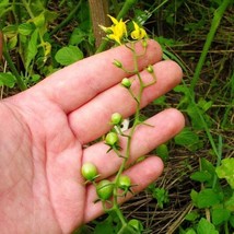 New Fresh Seeds 7 Worlds Smallest Rainbow Tomato Seeds - £9.26 GBP