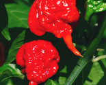 Carolina Reaper Pepper 15 Seeds World&#39;S Hottest Usa Authentic Fast Shipping - £7.20 GBP