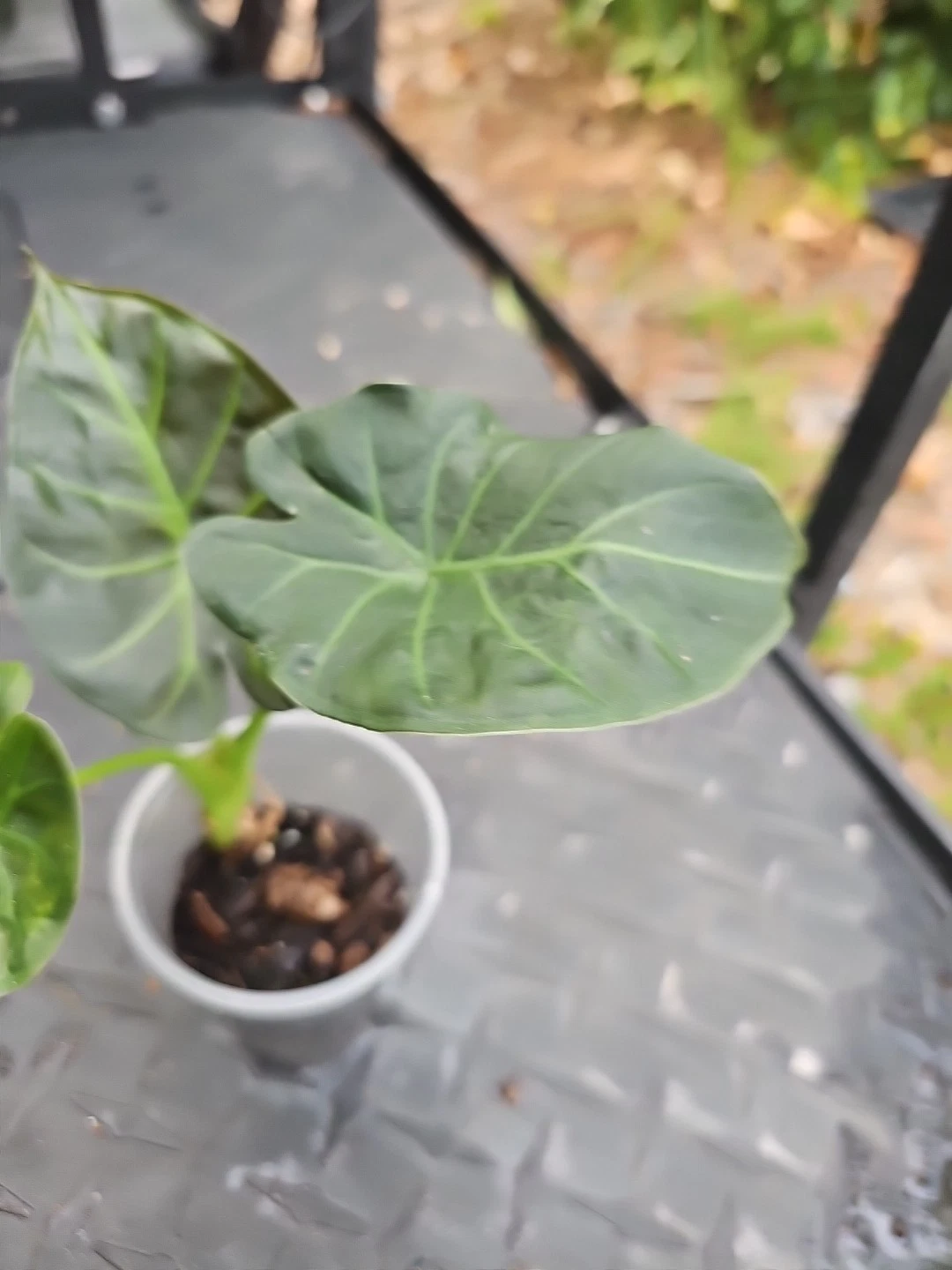 Alocasia Regal Shields  HOUSEPLANT Elephant Ear 3&quot; Pot - $35.47