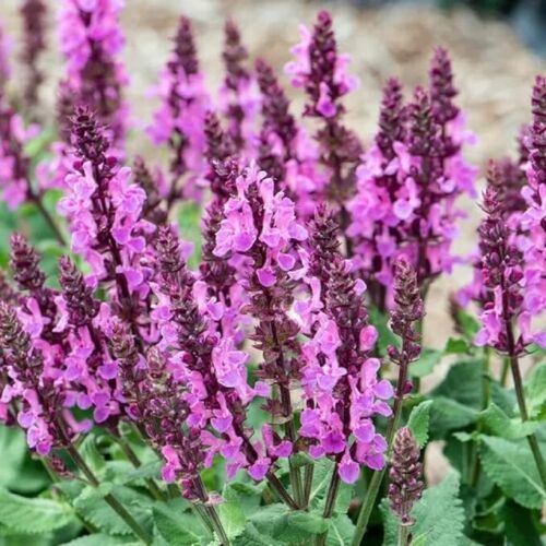 MBK 20 Rose Marvel Perennial Salvia Sage Seeds Pink Flowers Pollinator G... - $8.79