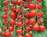 50 Seeds Nature Bites Tomato Vegetable Garden - £7.75 GBP