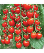50 Seeds Nature Bites Tomato Vegetable Garden - £7.57 GBP