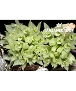 DENDROBIUM CONSTRICTUM / MIMIENSE SMALL ORCHID SPECIES XXL POTTED - $996.29 MXN