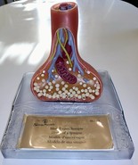 Synapse Model Synaptic Nerve Teaching Denoyer-Geppert Germany - $445.49