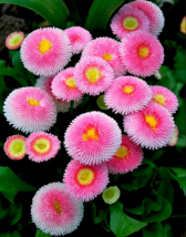  Pink Mid Daisy Seeds - 500 Seeds Easy To Grow Seed - £4.78 GBP