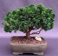 Hinoki Cypress Bonsai Tree (chamecyparis obtusa &#39;Nana Gracilis&#39;) - £281.67 GBP