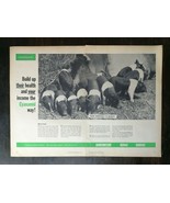 Vintage 1958 Aureomycin Cyanamid PIg Hogs Feed Two Page Original Ad - £5.21 GBP