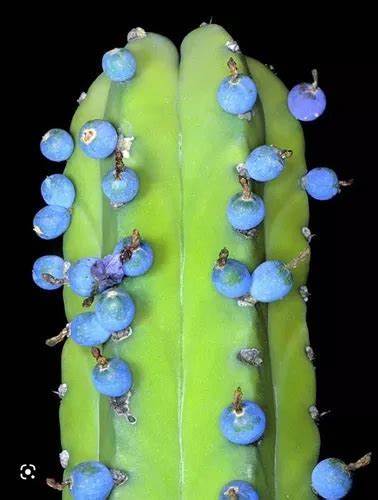 Genuine Myrtillocactus geometrizans Bilberry Cactus, 5 Seeds D