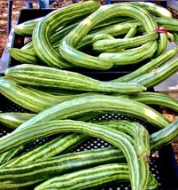 100 Plus Armenian Dark Green Cucumber Seeds Open Pollinated Non Gmo Organic - $6.00