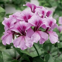 USA Seller 1R7D4 Seeds Film Coated Tornado Lilac 15 Geranium Seeds Trailing Gera - £19.06 GBP