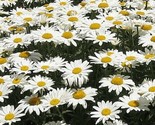 100+Alaska Shasta Daisy Flower Seeds Native Wildflower Garden/Patio Cont... - $8.99