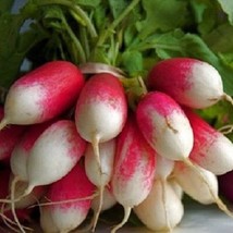 2000 Radish French Breakfast Fresh Seeds USA Seller - $16.42