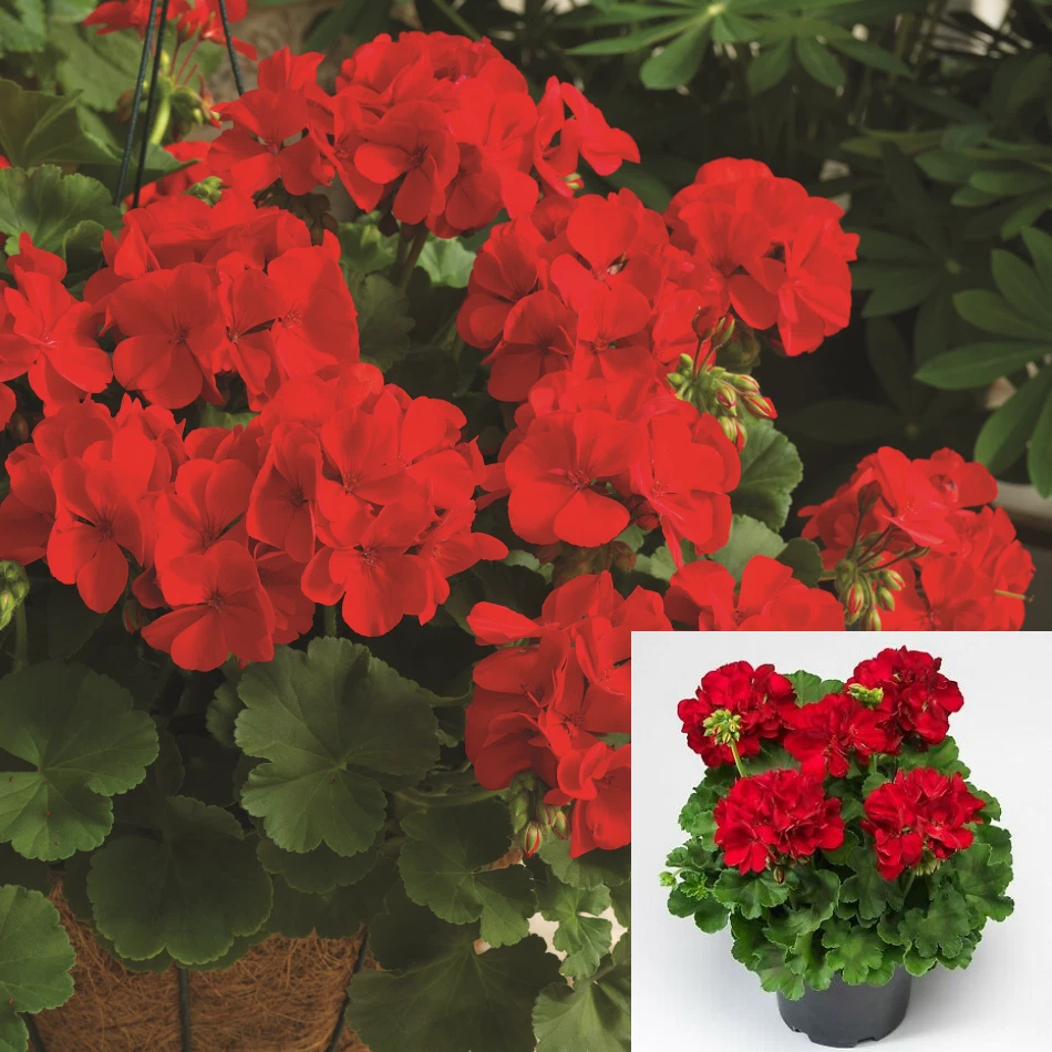 10 Cuttings Geranium Zonal Calliope Red  flower Crane&#39;s bill  Live Plant - $17.36
