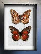 Red Lacewing Cethosia Biblis Real Butterflies Set Framed Entomology Shadowbox - £66.32 GBP