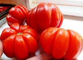 Organic Heirloom Vegetable 200 Red Ribbed Pot-bellied Tomato Seeds - $78.96 MXN