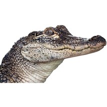 Gator Peering Around Corner Vinyl Decal - 6.5&quot; tall x 12&quot; wide Florida A... - £9.70 GBP