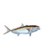 Amberjack Fish High Quality Decal Car Truck Boat Cup Cooler Golf Cart Ta... - €6,03 EUR+