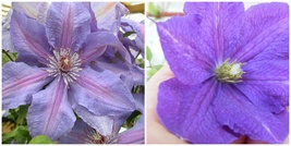 Clematis Violet Charm Live Starter Plant in a 4 Inch Growers Pot - £52.73 GBP