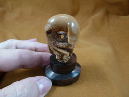 (tb-squid-2) little tan reef Squid TAGUA NUT palm figurine Bali carving ... - $42.77