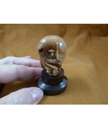 (tb-squid-2) little tan reef Squid TAGUA NUT palm figurine Bali carving ... - $42.77