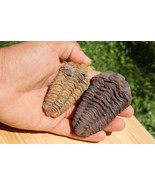 2 PCS Calymene Trilobites Flexicalymene Ordovician fossil trilobites A10 - $53.25 CAD
