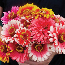 Whirligig Zinnia: 50 Seeds - $8.99