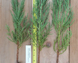 Giant Sequoia Trees- Sequoiadendron giganteum - 12 - 18 Inch Potted Seed... - £17.47 GBP+