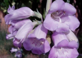 50 Pc Seeds Penstemon Purple Beard Tongue Grandiflorus Flower Seeds for Planting - £11.55 GBP