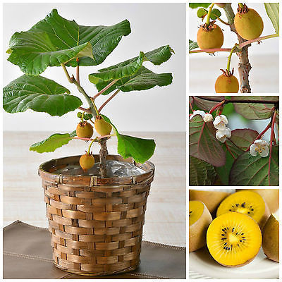 300 Seeds Gold Yellow Kiwi fruit seeds Home and Garden Hot Sale - $3.79