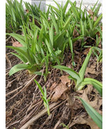 Tiger Tawny Orange Daylilies Hemerocallis Fulva Perennial Mature Rhizomes - $79.90