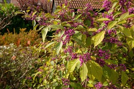 BStore American Beautyberry Callicarpa Americana 30 Seeds - £6.80 GBP