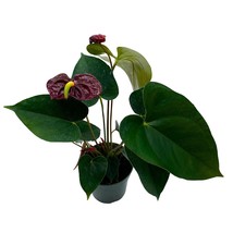 Burgundy Anthurium, Flamingo Flower, Ombre Sempre, Red Peace Lily, Heart Plant i - £21.79 GBP