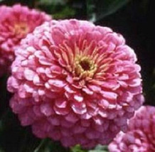 100 Zinnia Seeds Elegans Luminosa Flower Seeds Fresh Garden USA SELLER - $20.75