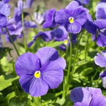 Blue Pansy Flower Seeds Pansy Clear Crystals Seed 1000 Seeds Fresh USA Fast Ship - £10.00 GBP