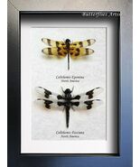 Celithemis Eponina Libellula Lydia Banded Dragonflies Skimmers Framed Sh... - $153.37 CAD